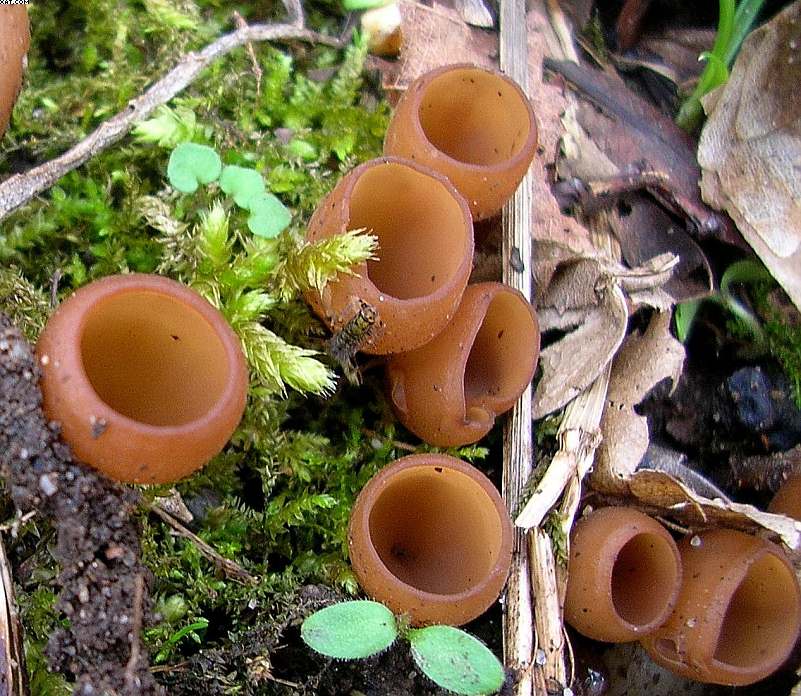 Dumontinia  tuberosa     ( Bull. )   L. M. Kohn.